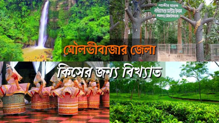 মৌলভীবাজার জেলা কিসের জন্য বিখ্যাত । Moulvibazar kiser jonno bikkhato